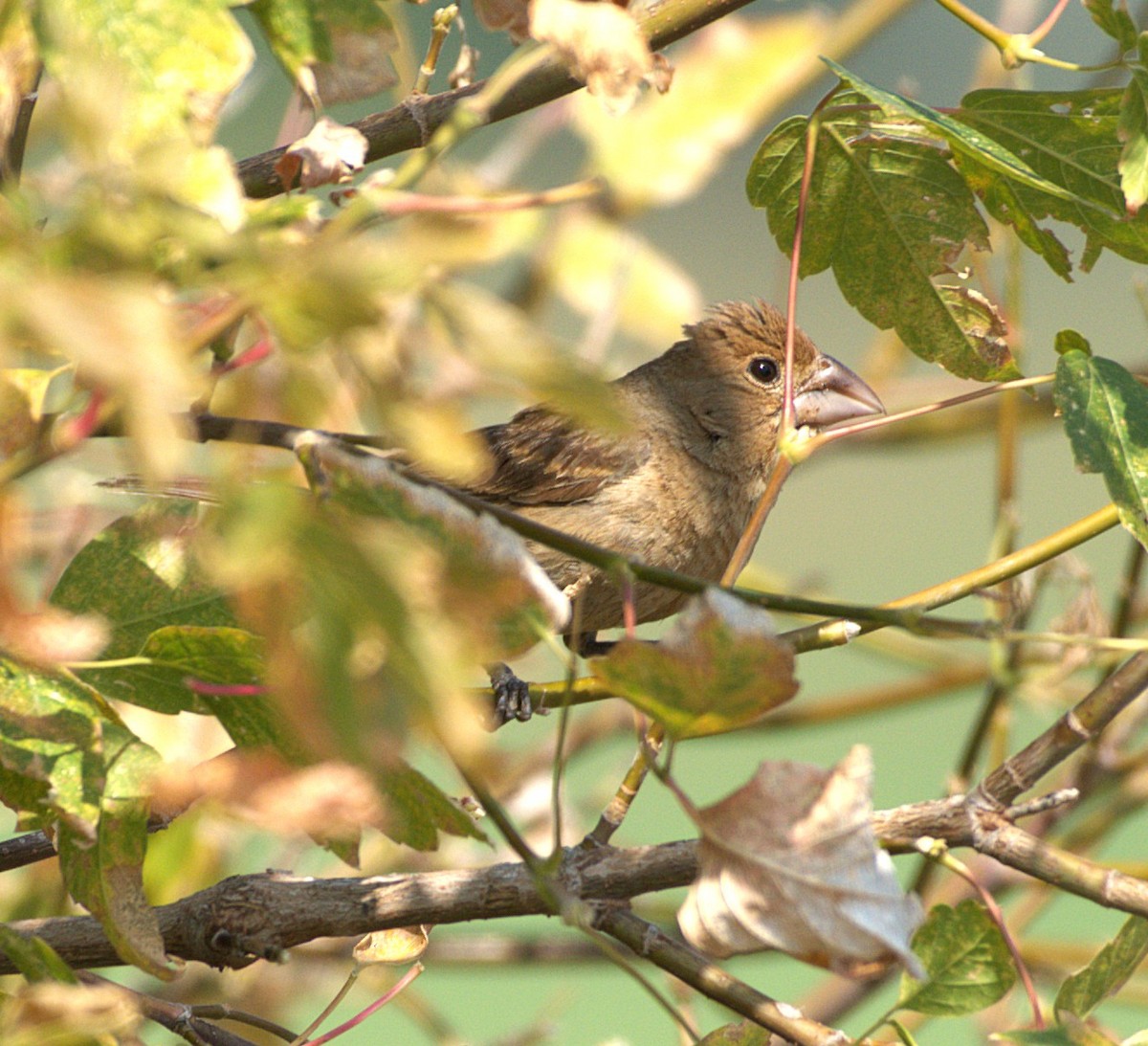 Blue Grosbeak - ML641496994