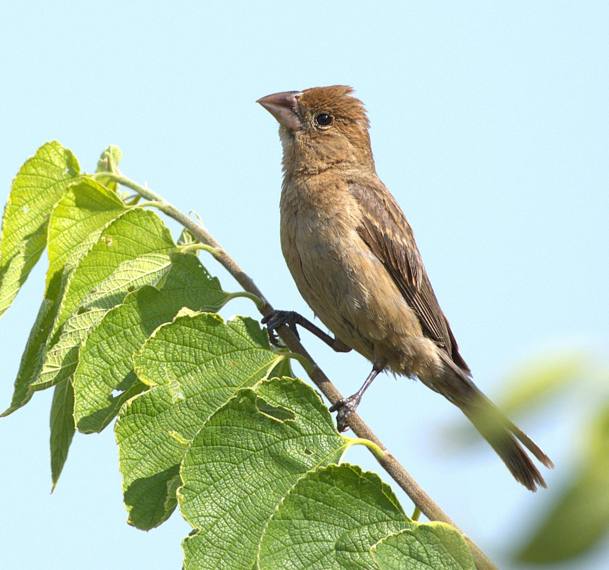 Blue Grosbeak - ML641496995