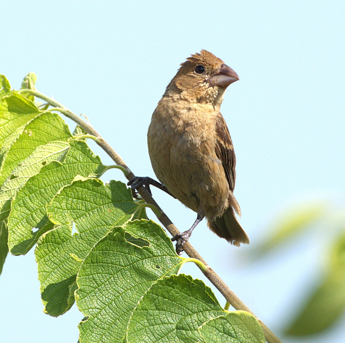 Blue Grosbeak - ML641496996