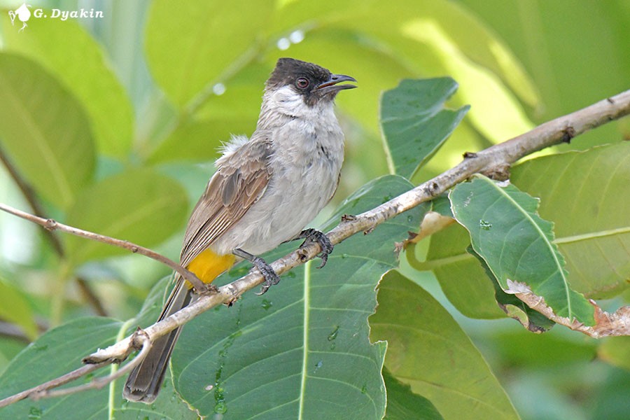 Bulbul urre-ipurdia - ML641497066