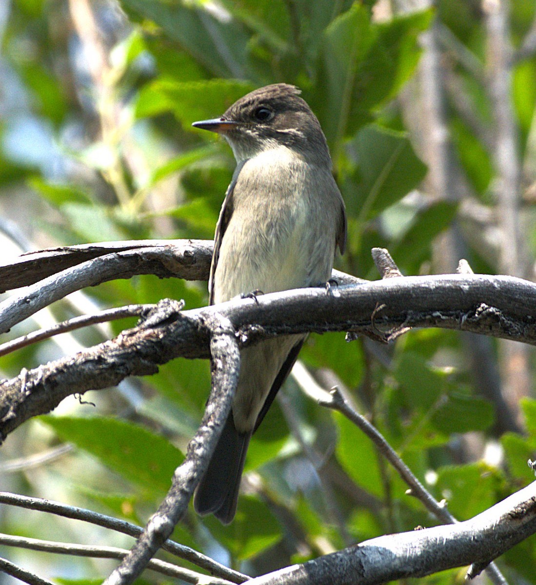 Western Wood-Pewee - ML641497096