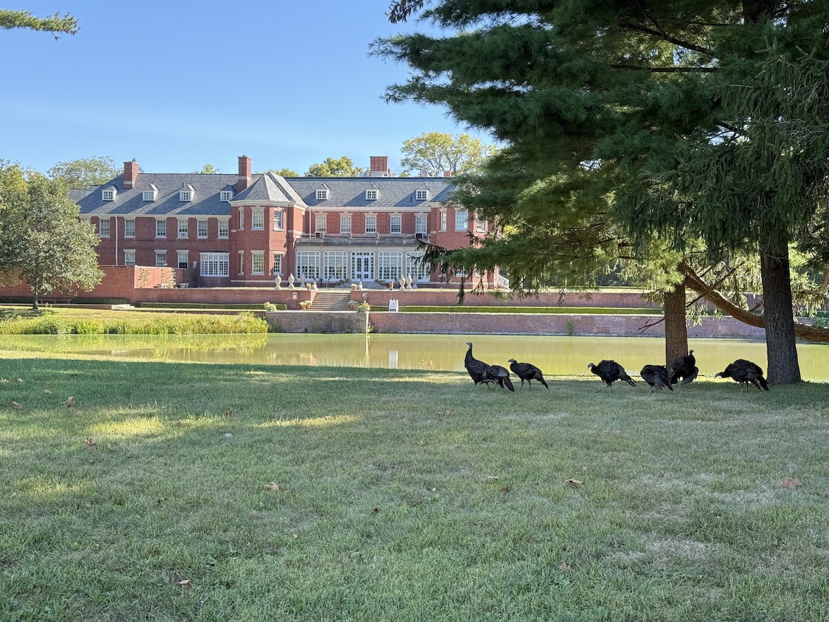 krocan divoký - ML641497114