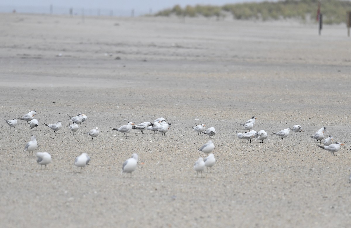 Royal Tern - ML641497158