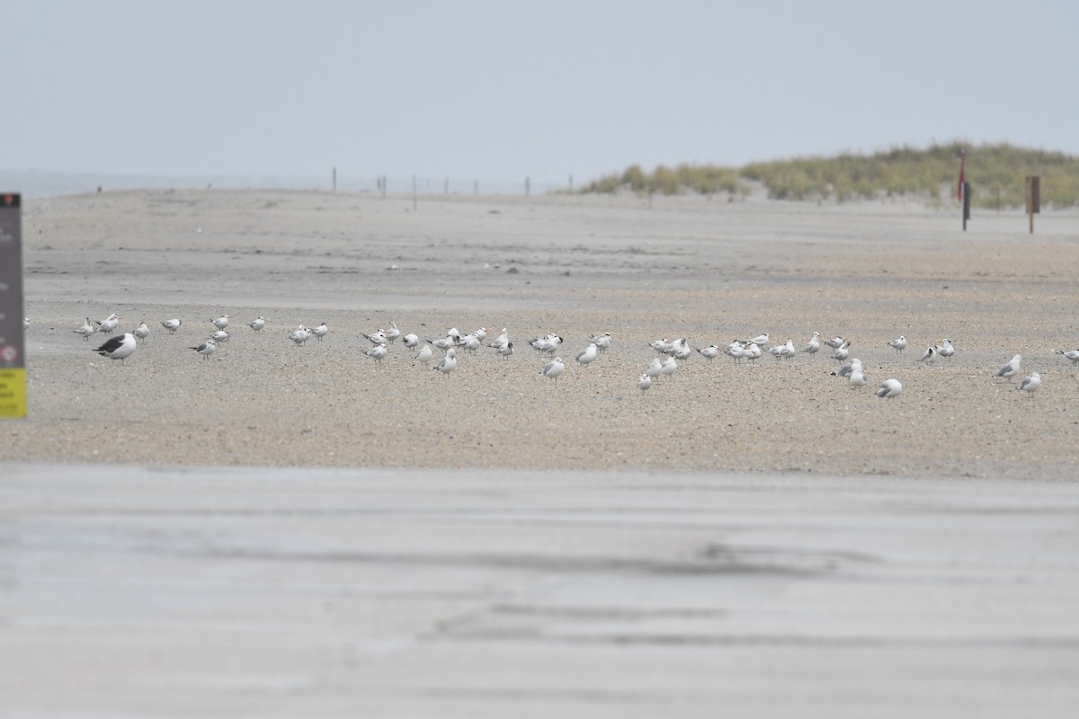 Royal Tern - ML641497159