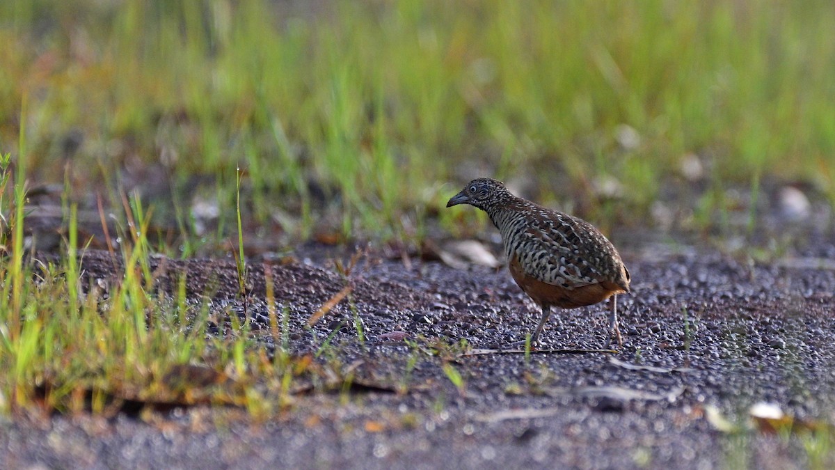 Barred Buttonquail - ML641497161
