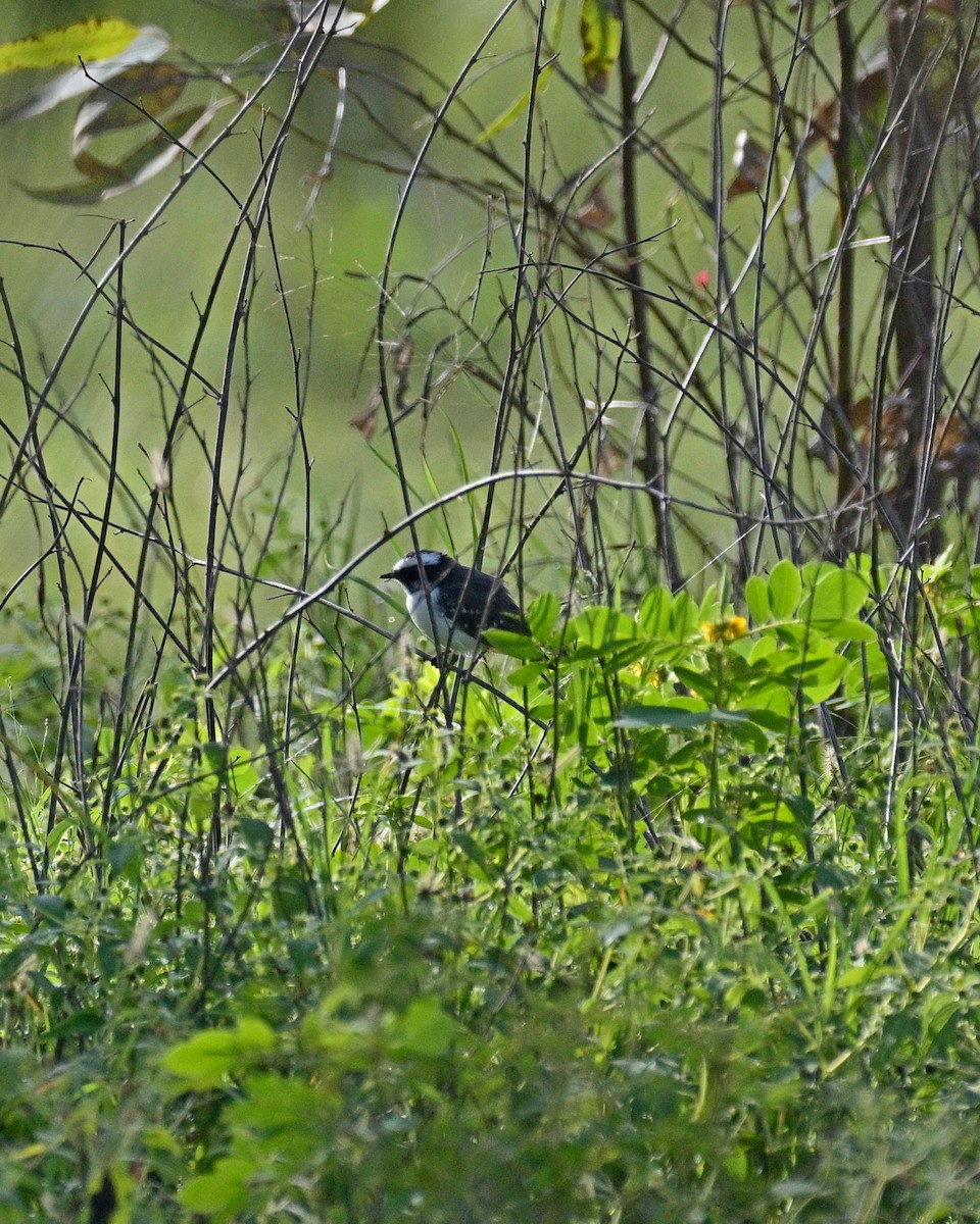 White-browed Fantail - ML641497208