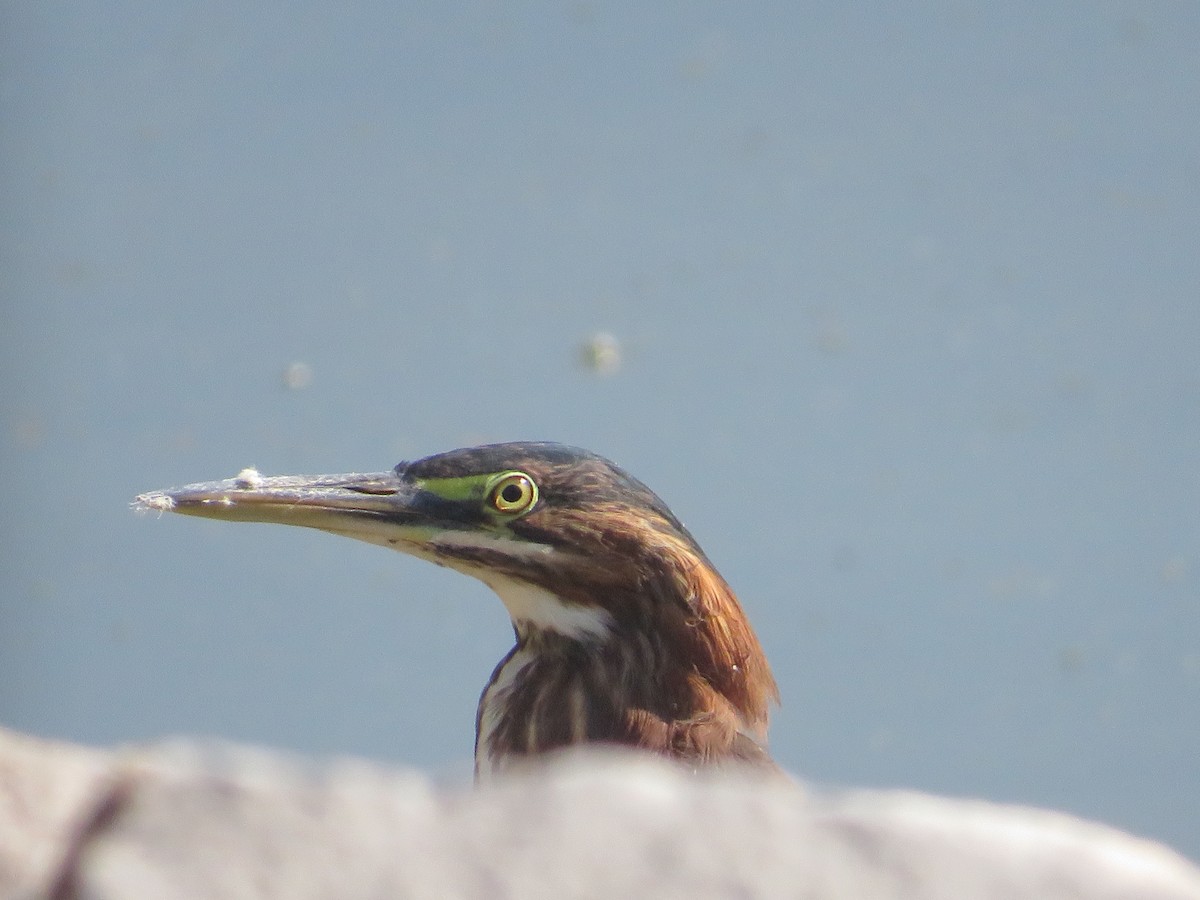 Green Heron - ML641497227