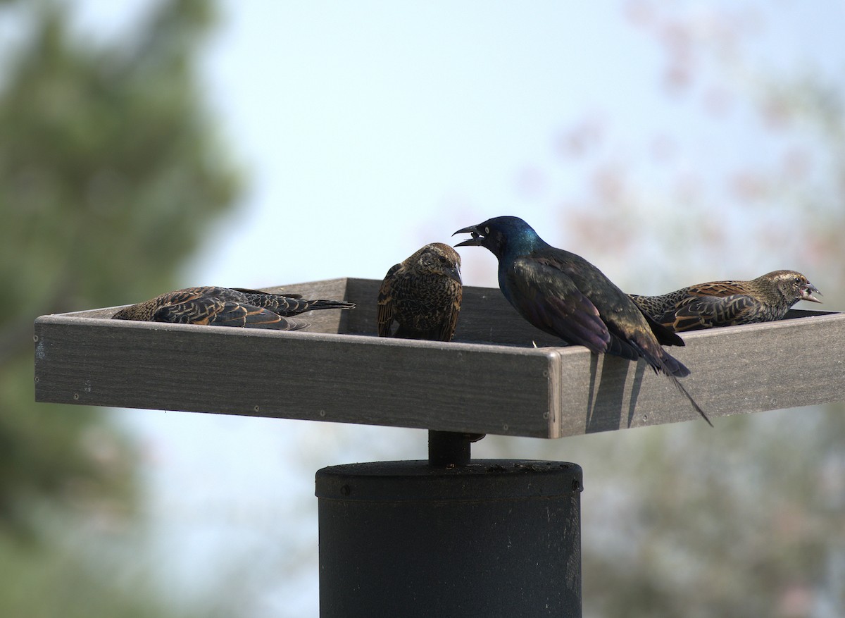 Common Grackle - ML641497229