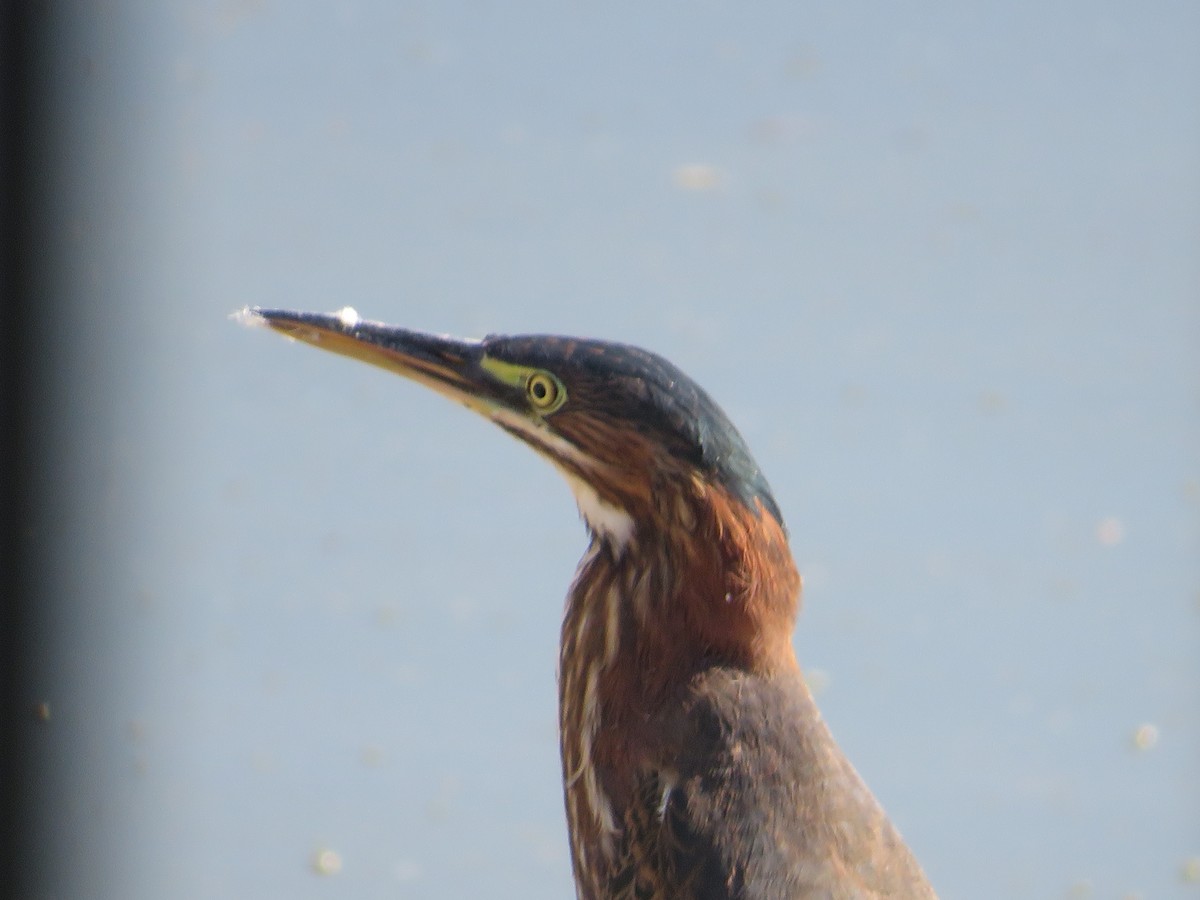Green Heron - ML641497238