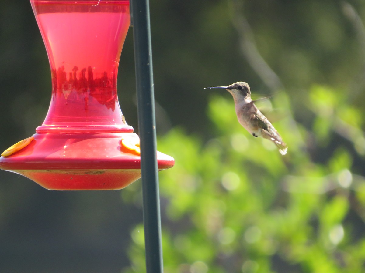 Ruby-throated Hummingbird - ML641497246