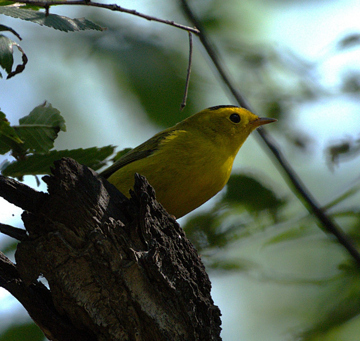 Wilson's Warbler - ML641497266