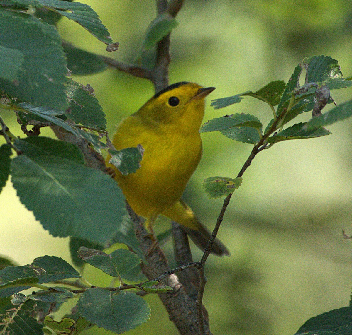 Wilson's Warbler - ML641497267