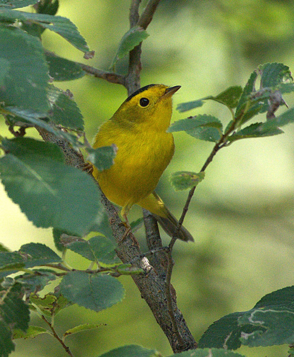 Wilson's Warbler - ML641497268