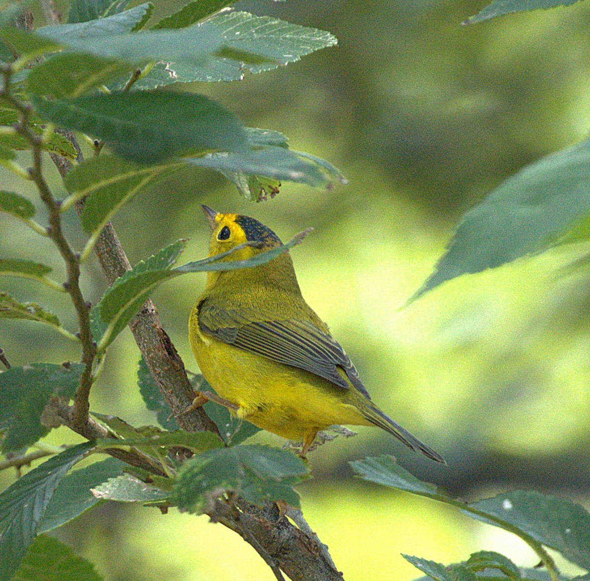 Wilson's Warbler - ML641497269