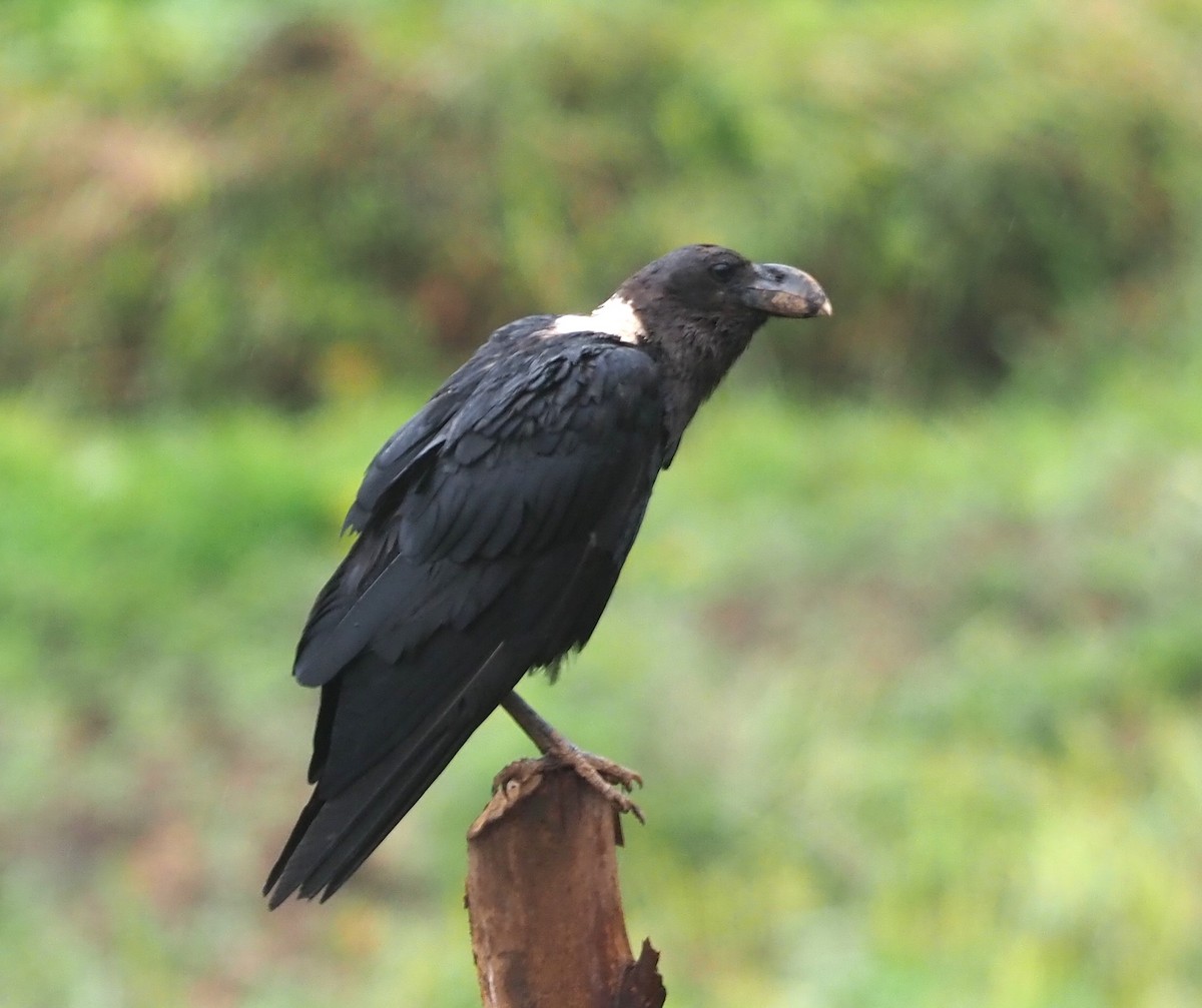 White-necked Raven - ML641497270