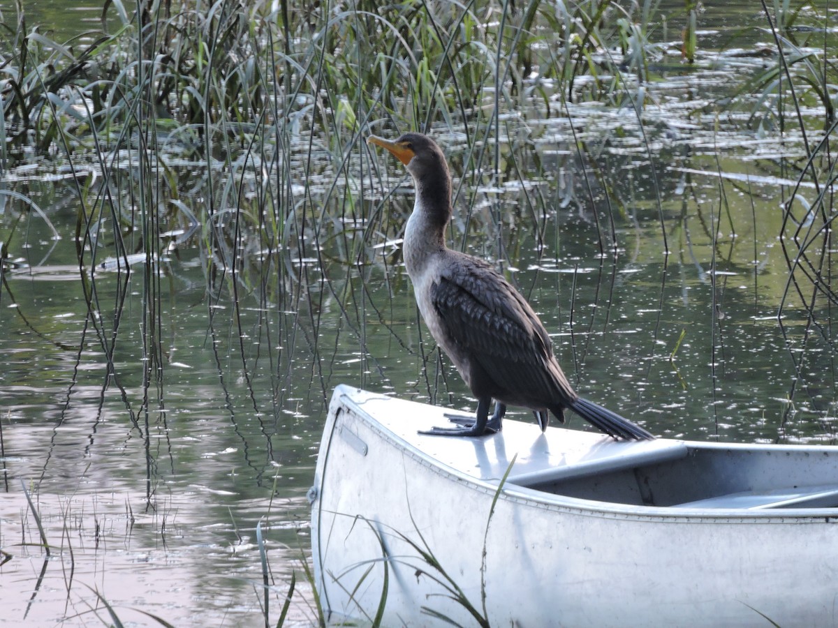 Double-crested Cormorant - ML641497291