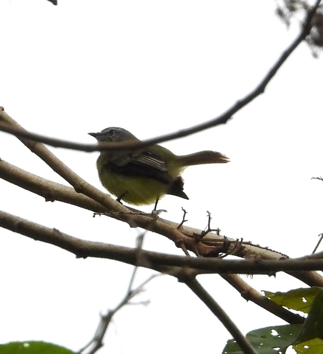 Sooty-headed Tyrannulet - ML641497299