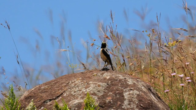 Buff-streaked Chat - ML641497311