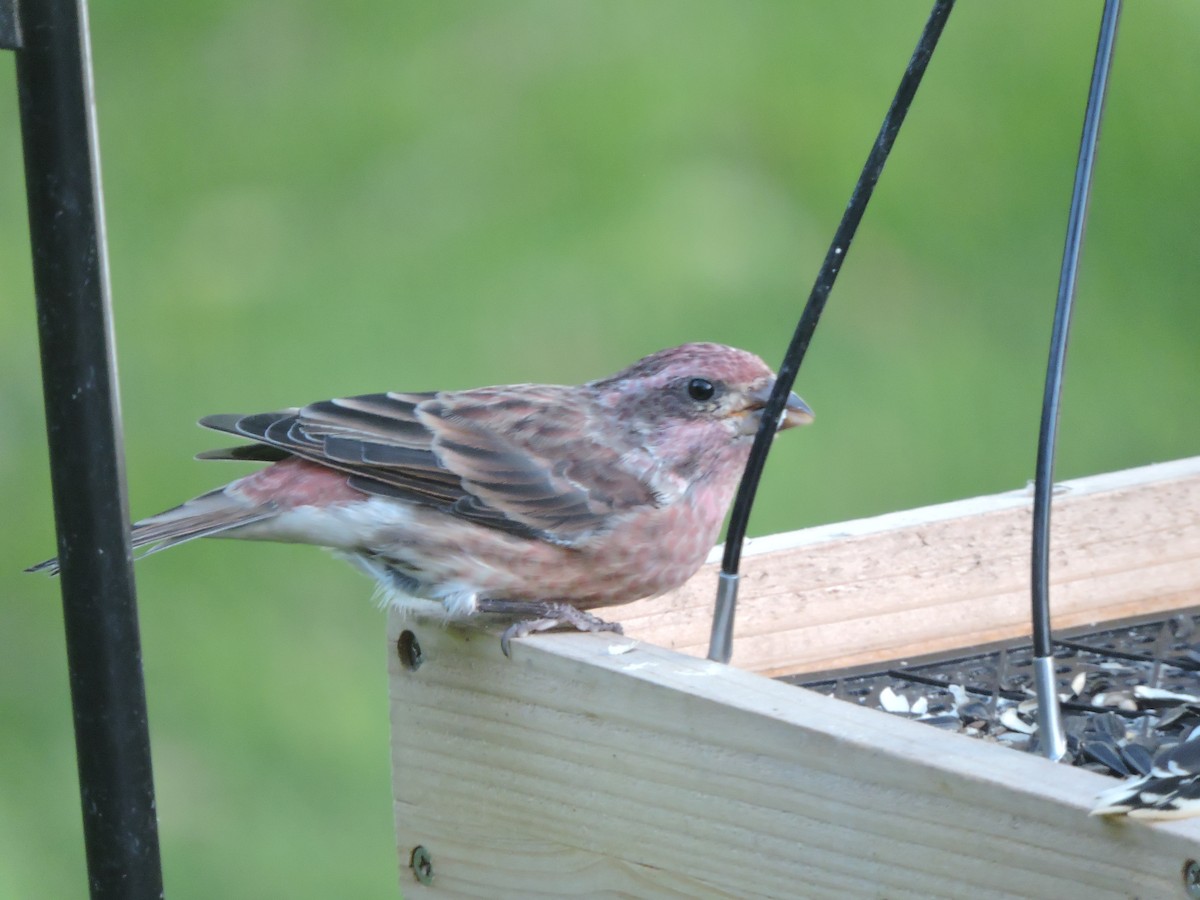 Purple Finch - ML641497318