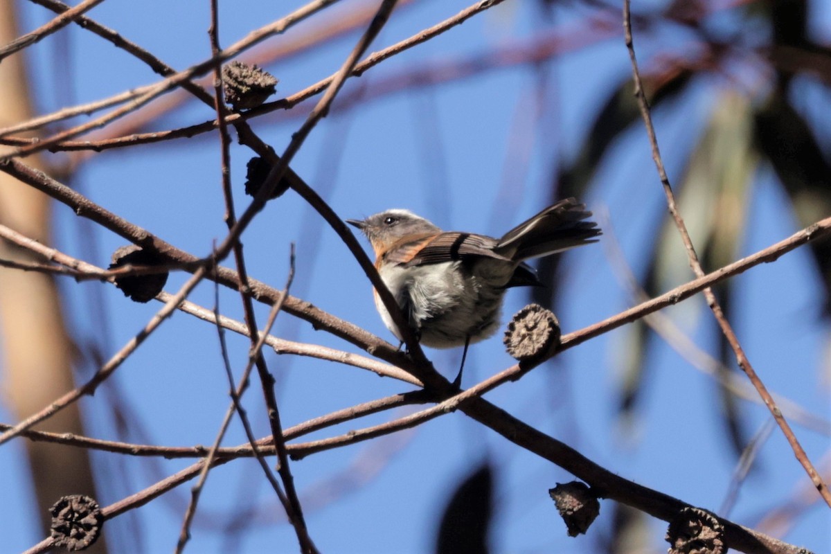 Rufous-breasted Chat-Tyrant - ML641497324