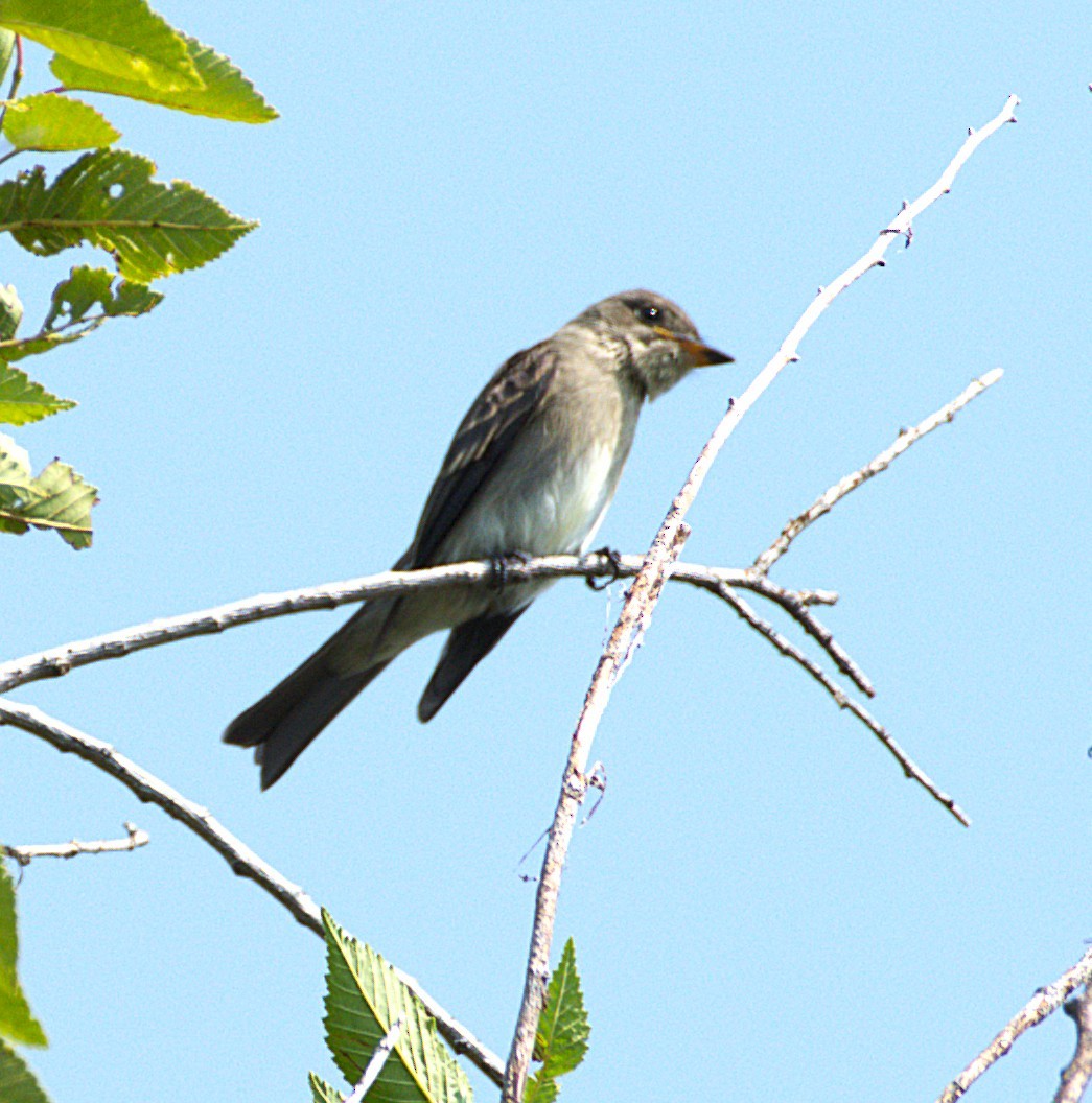 Western Wood-Pewee - ML641497344