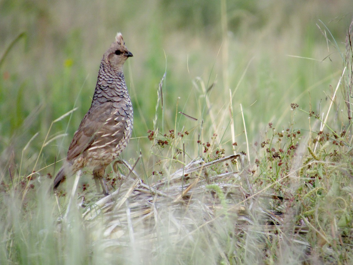 Scaled Quail - ML641497346