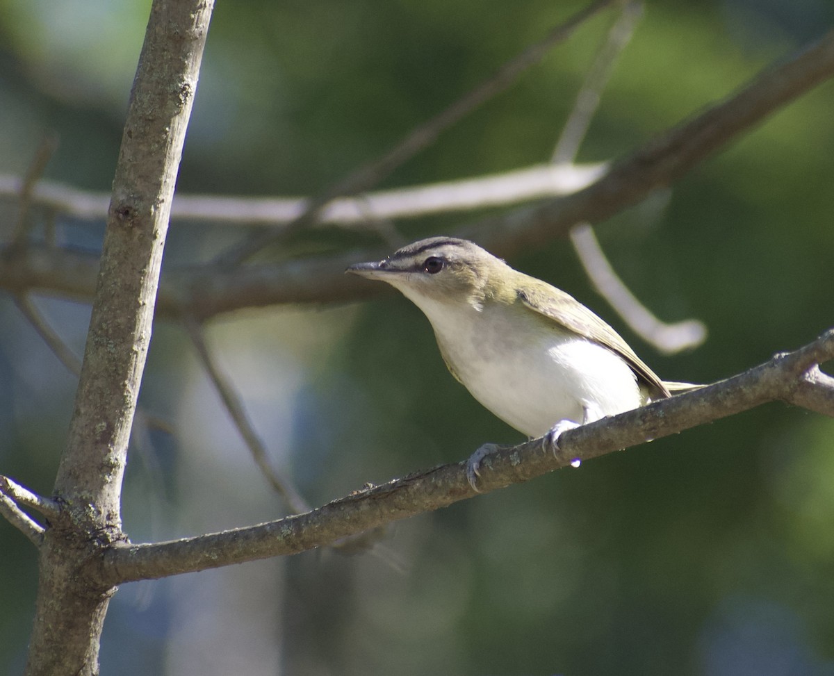 Red-eyed Vireo - ML641497407