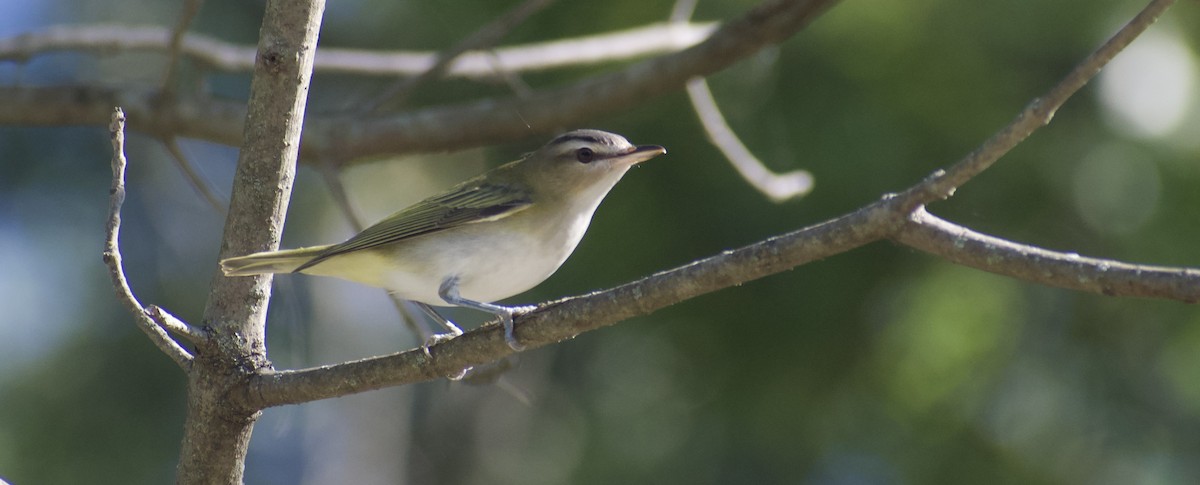 Red-eyed Vireo - ML641497414