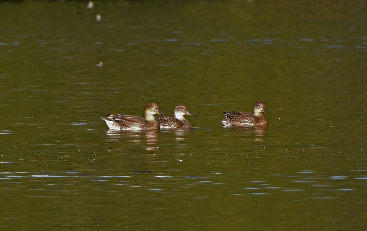čírka obecná (ssp. crecca) - ML641497430