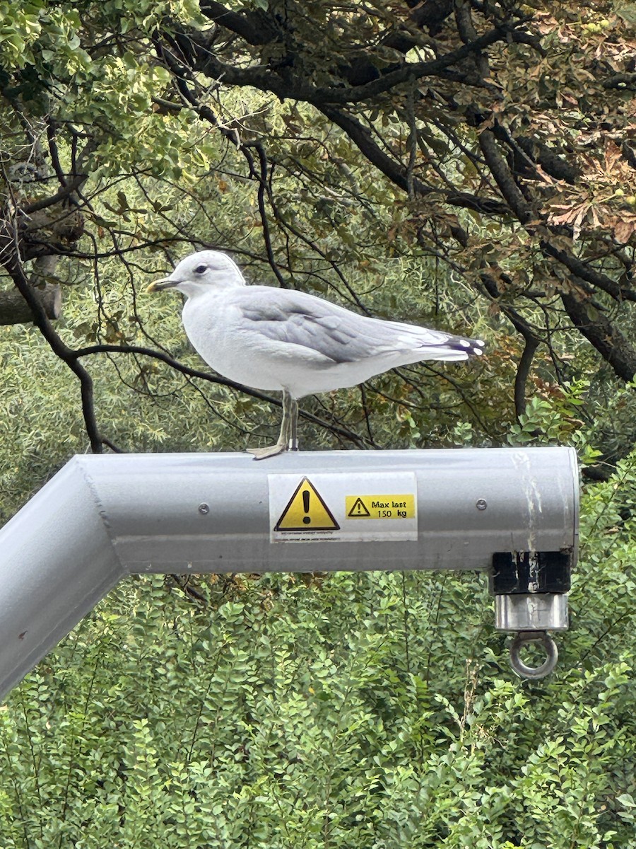 Common Gull - ML641497442