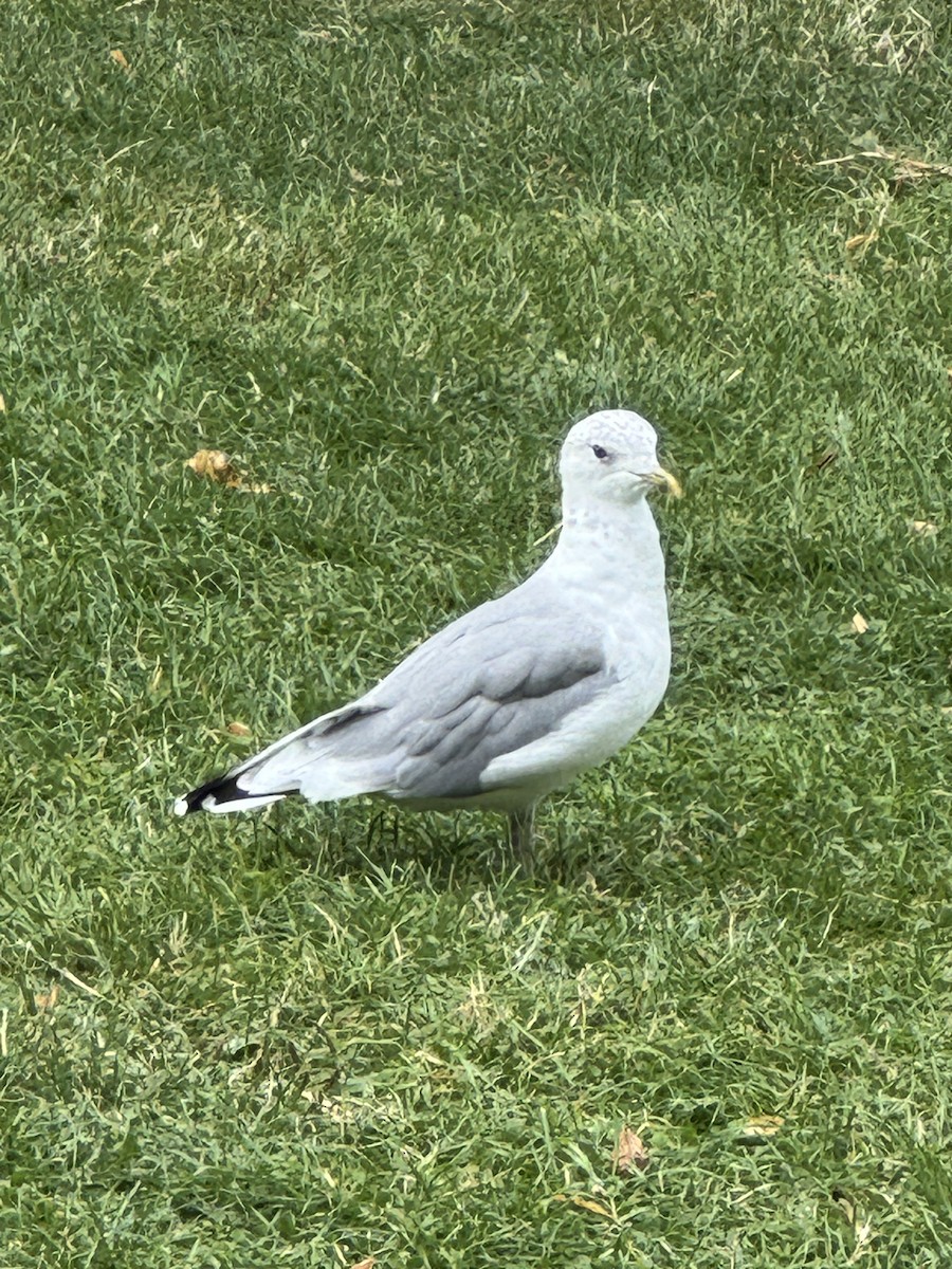 Common Gull - ML641497446