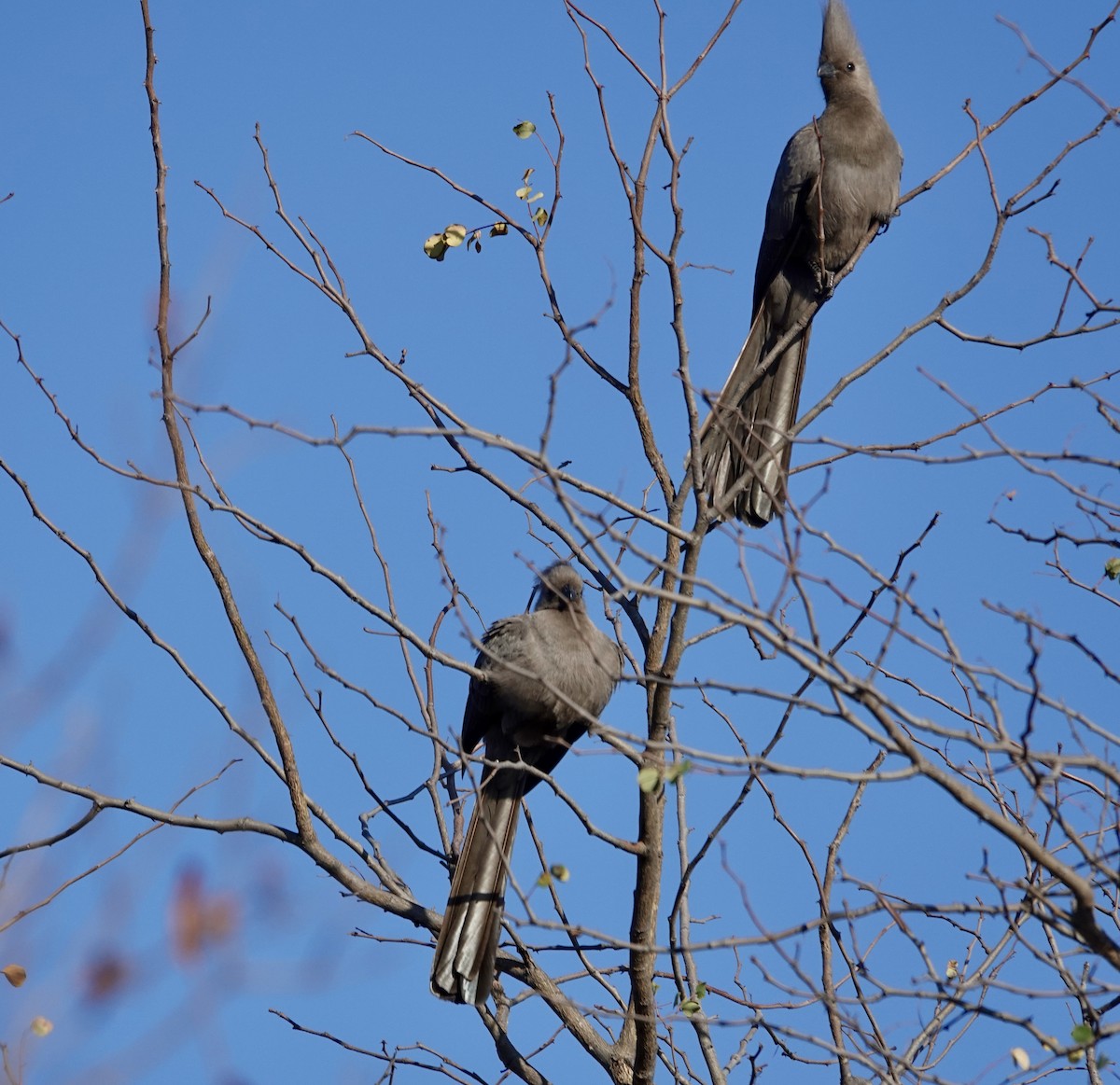 Gray Go-away-bird - ML641497468