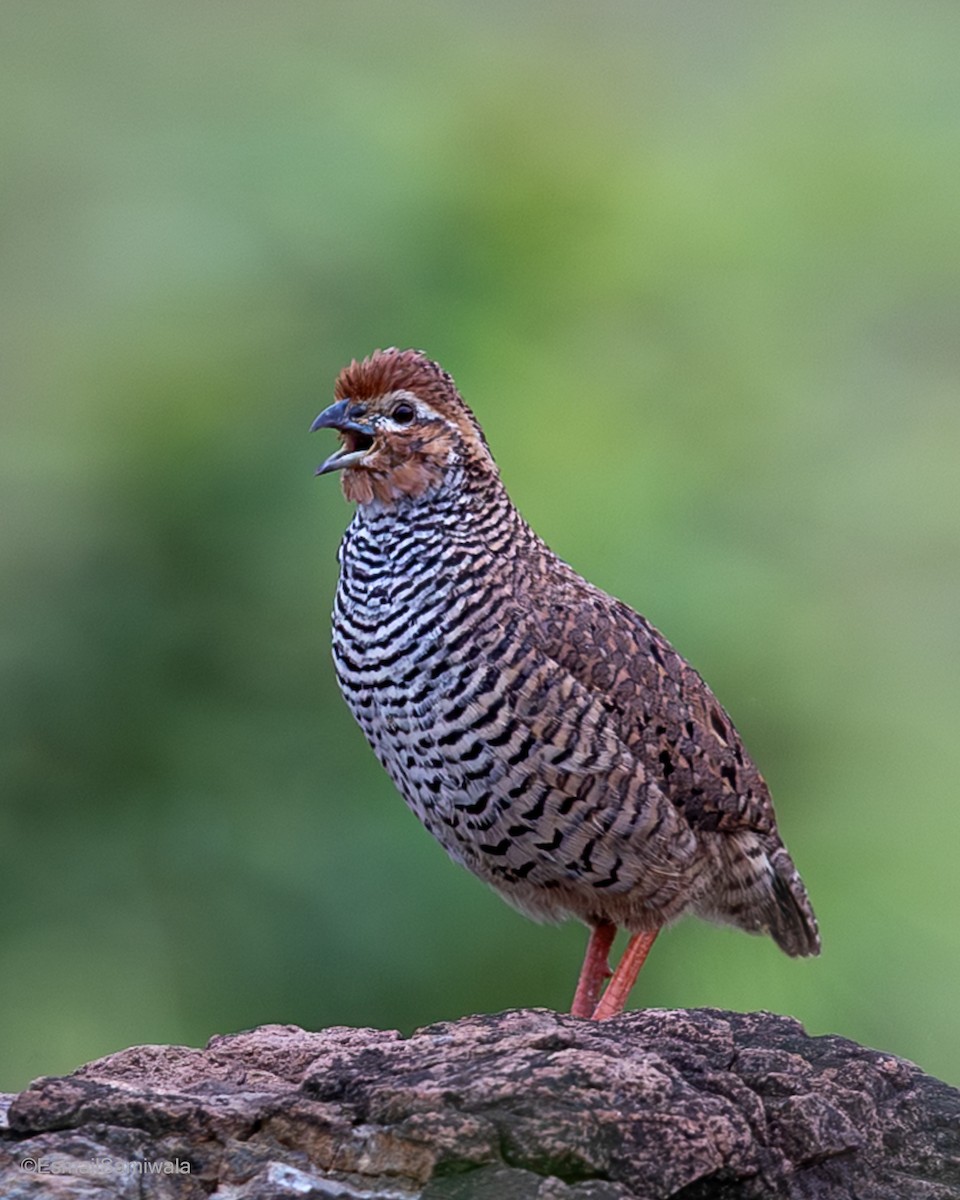 イワヤブウズラ - ML641497518