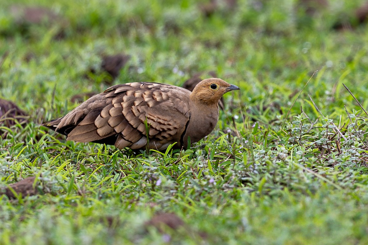 Chestnut-bellied Sandgrouse - ML641497530