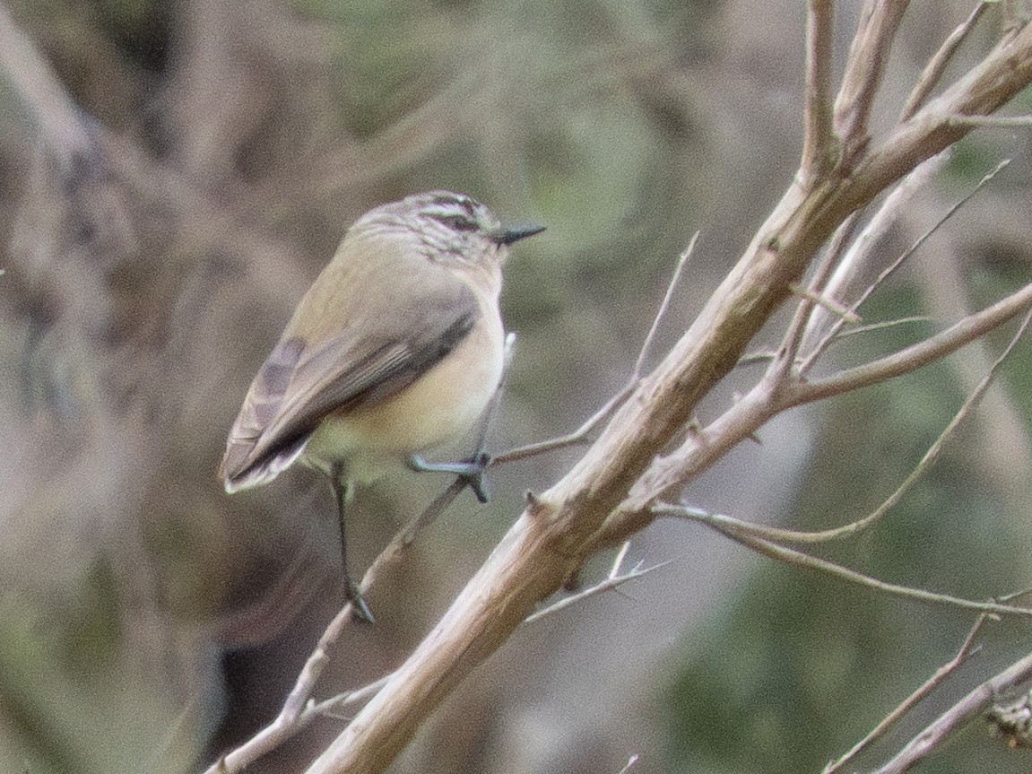 Yellow-rumped Thornbill - ML641497544