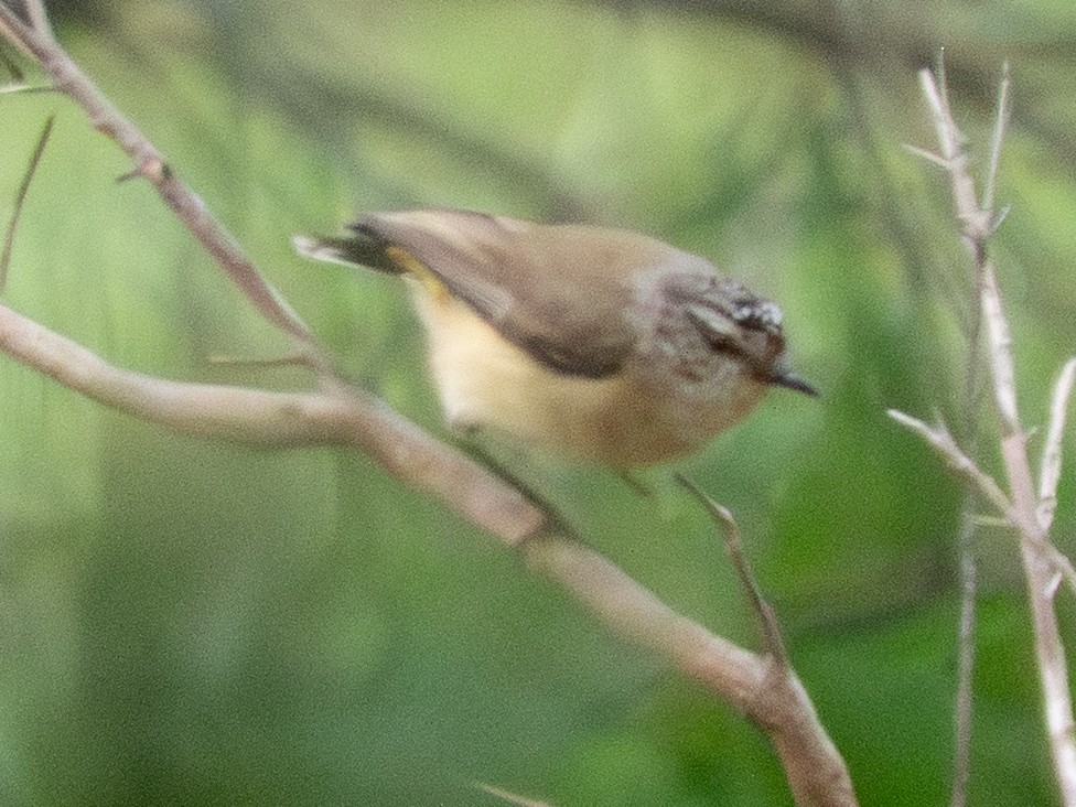 Yellow-rumped Thornbill - ML641497545