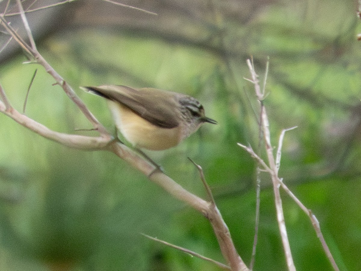 Yellow-rumped Thornbill - ML641497546