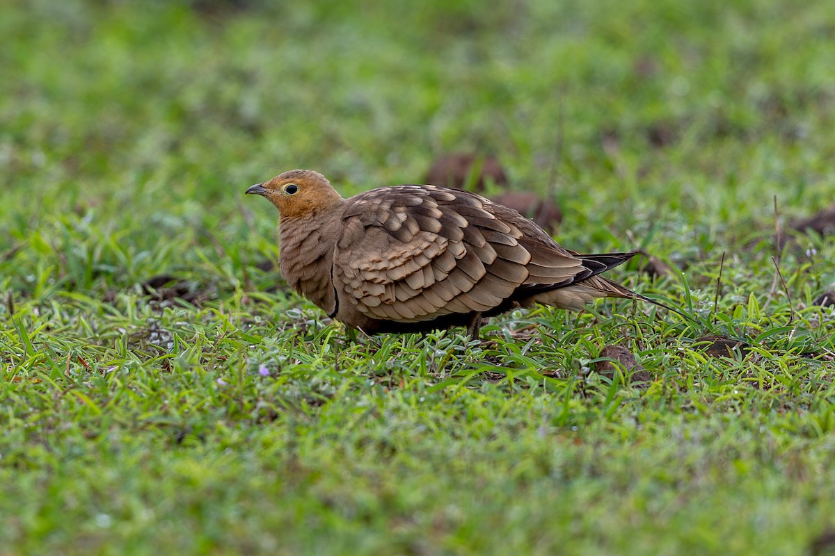 Chestnut-bellied Sandgrouse - ML641497548