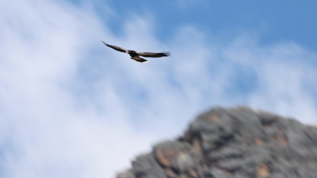 Mountain Caracara - ML641497552