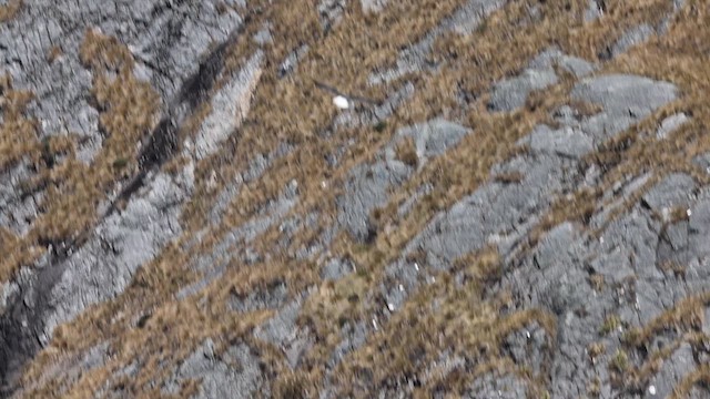 Variable Hawk (Puna) - ML641497554