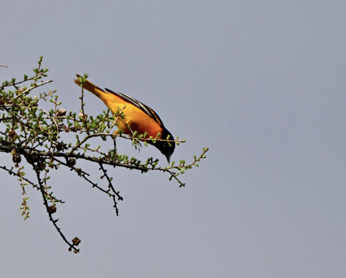 Baltimore Oriole - ML641497592