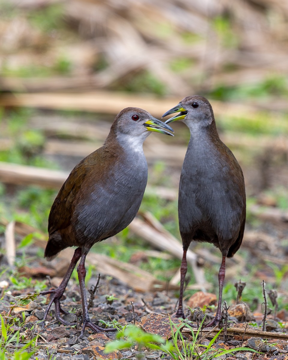 Brown Crake - ML641497594