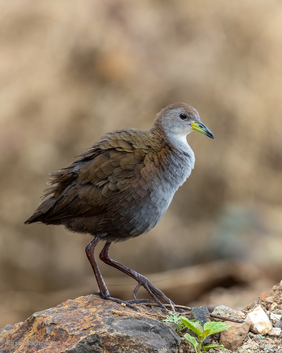 Brown Crake - ML641497595