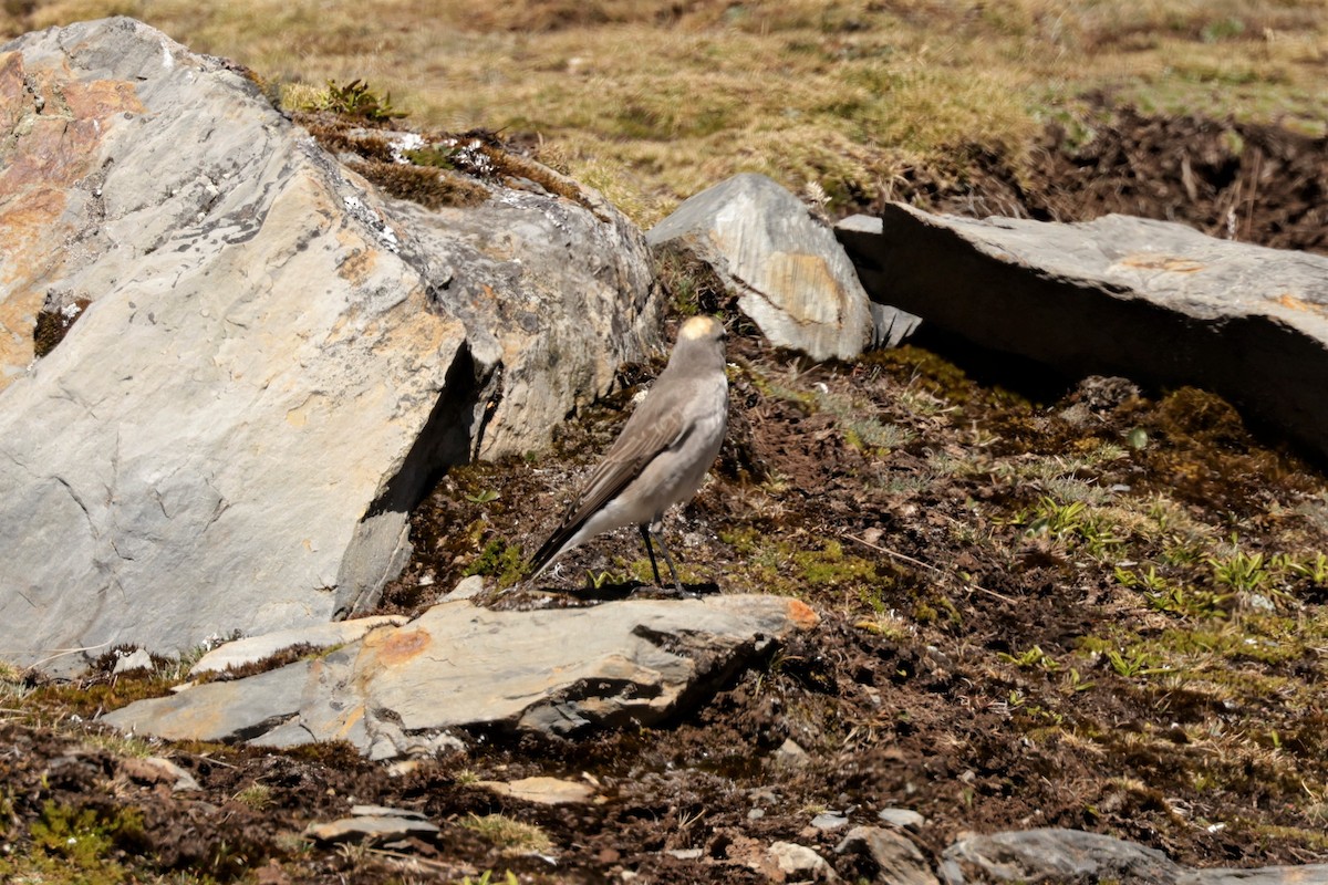 Ochre-naped Ground-Tyrant - ML641497596
