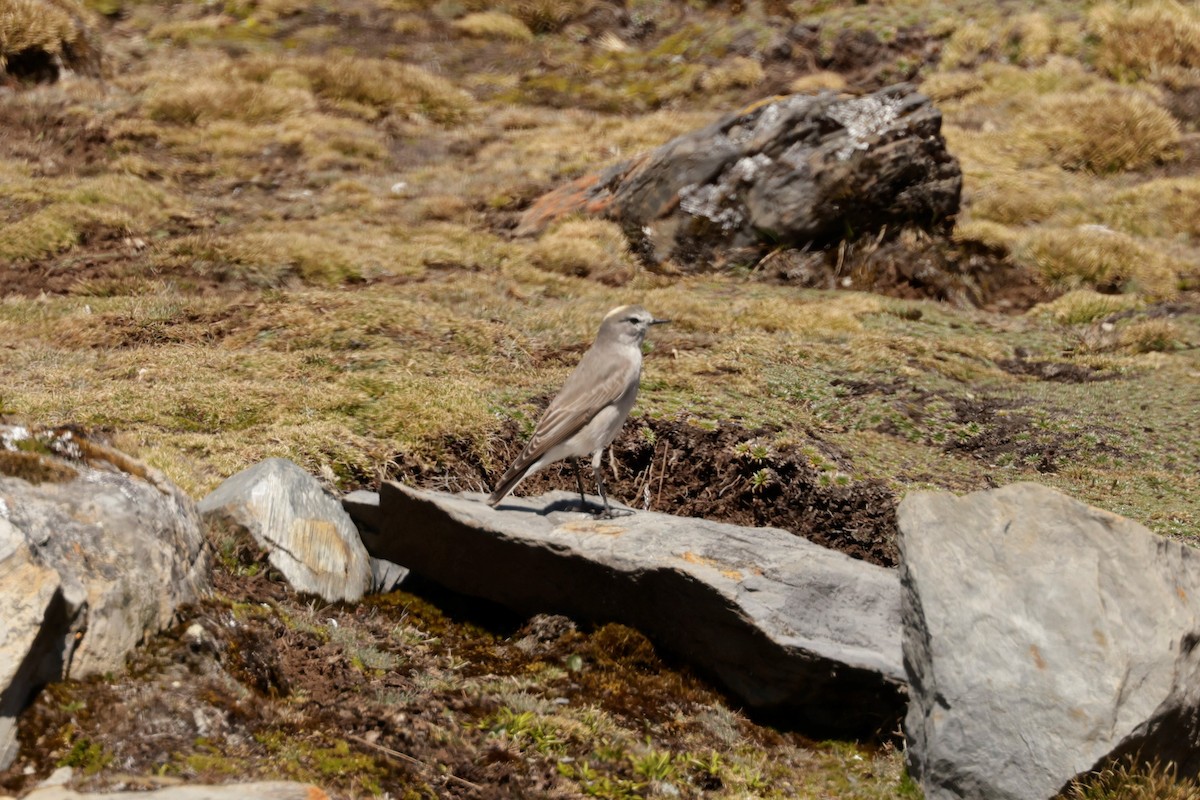Ochre-naped Ground-Tyrant - ML641497597