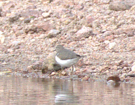 Spotted Sandpiper - ML641497628