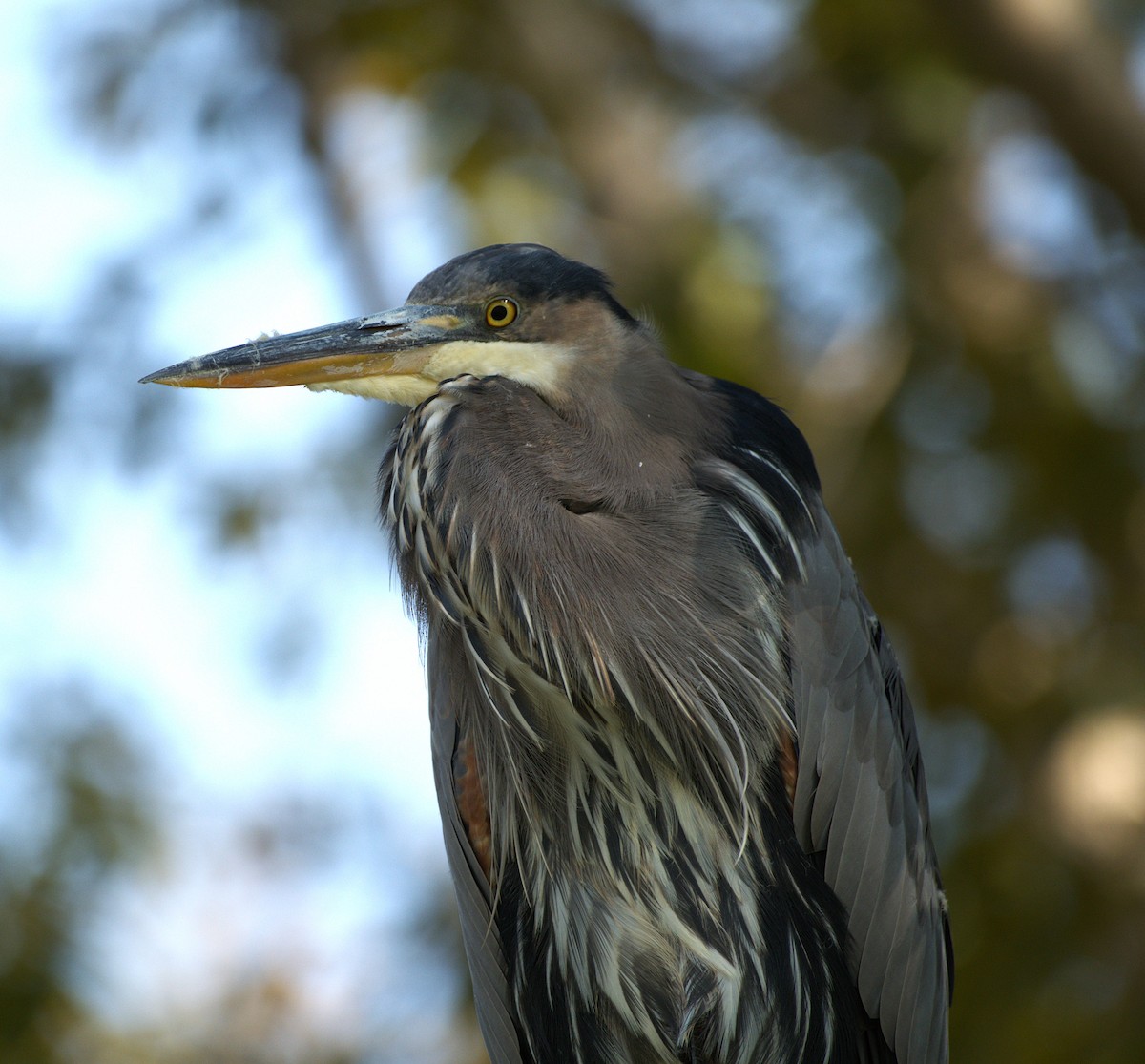 Great Blue Heron - ML641497634