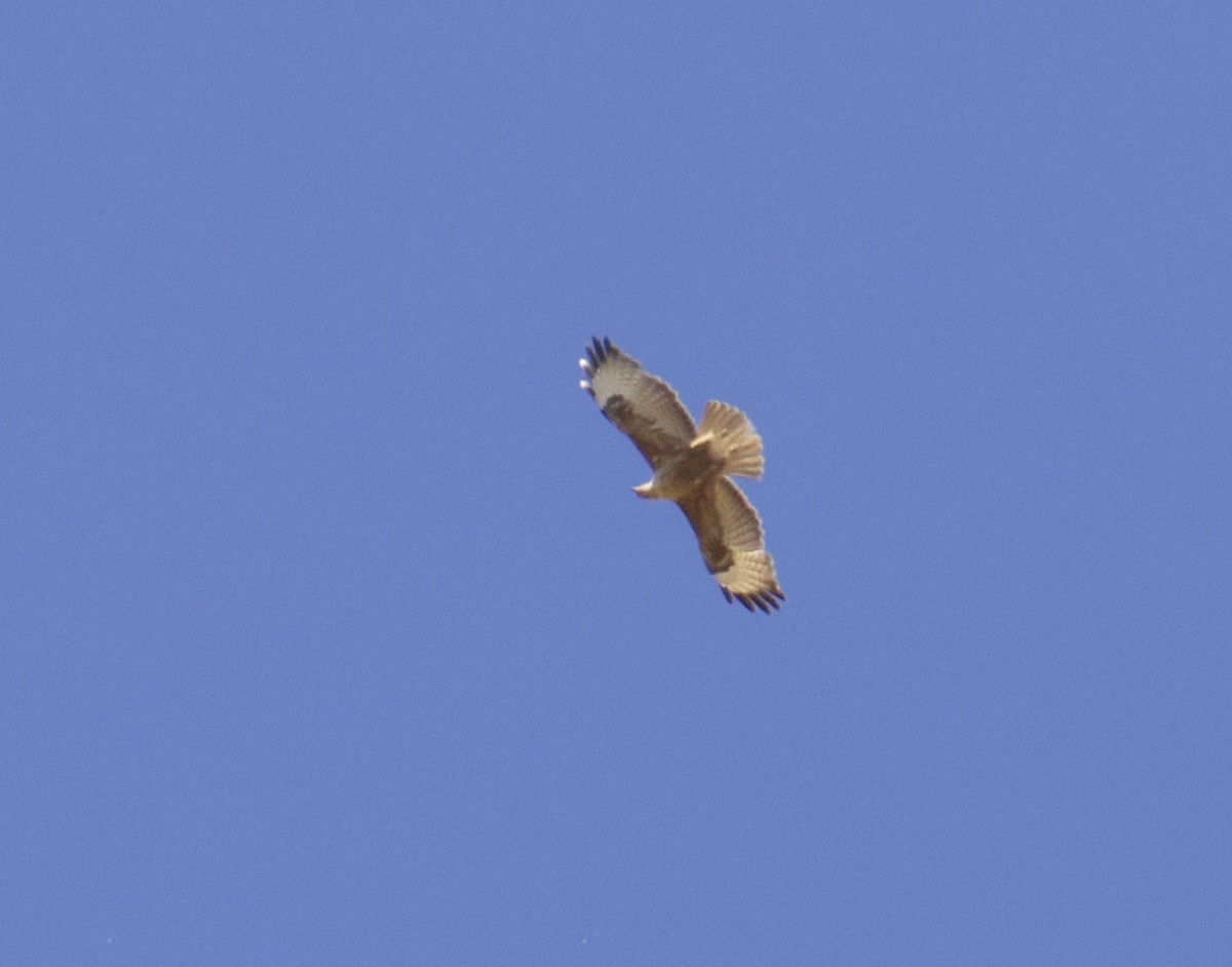 Common Buzzard (Steppe) - ML641497638