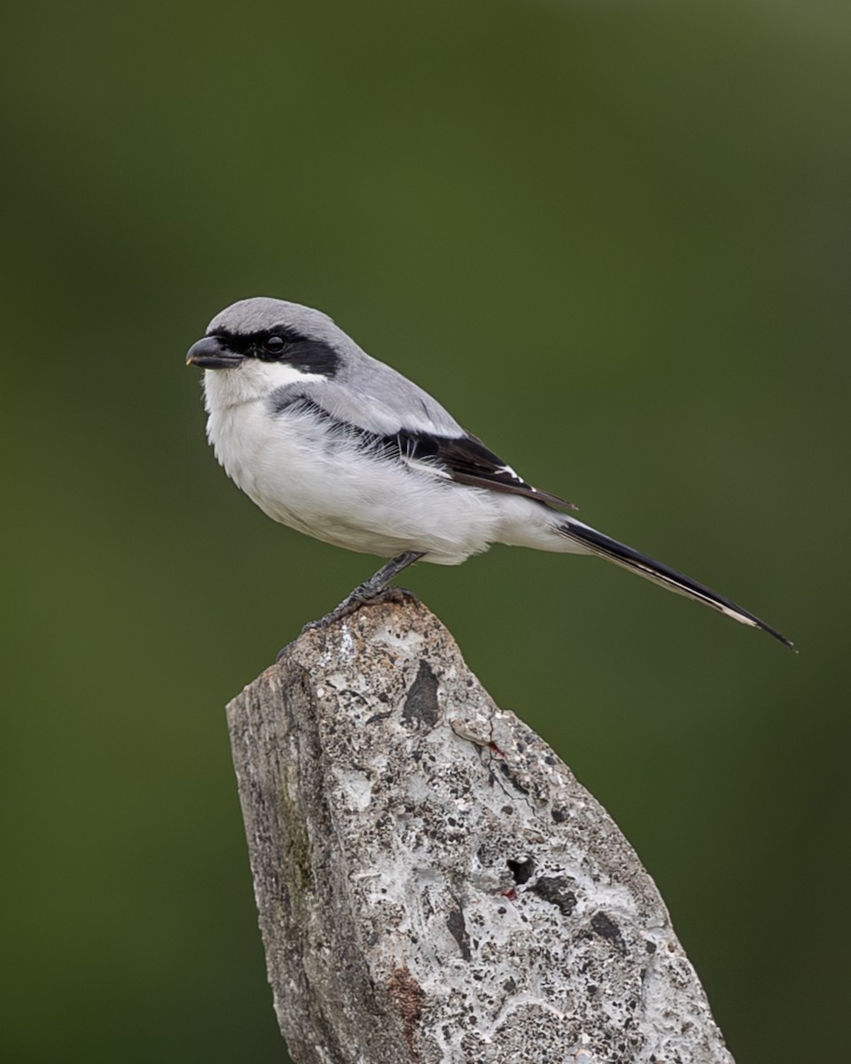 Great Gray Shrike - ML641497658