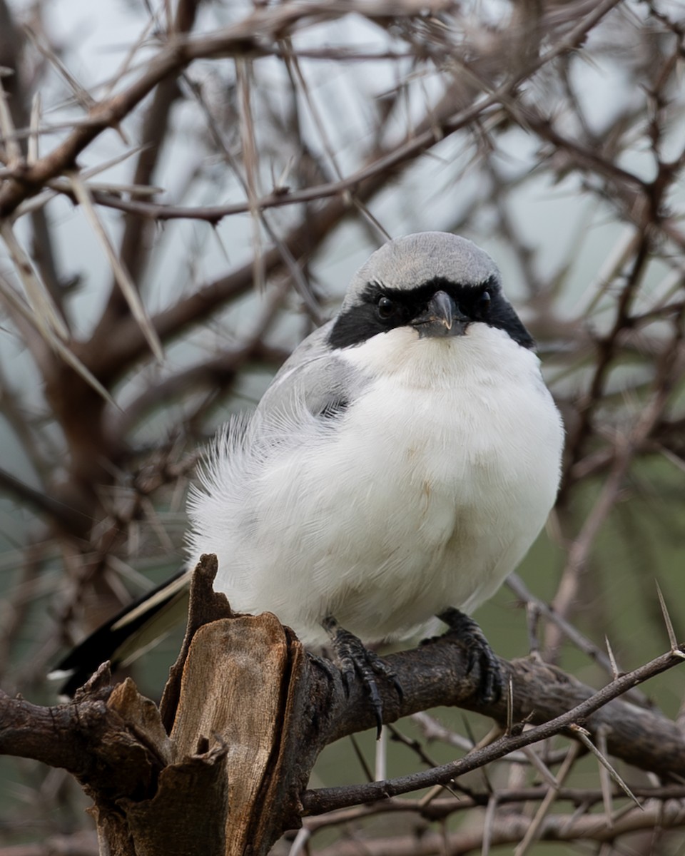 Great Gray Shrike - ML641497660